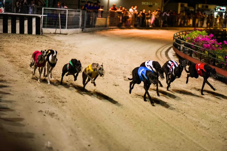 Tuyệt Chiêu Cách Chơi Game Nhanh Đua Chó Tại Fan52 Đỉnh Cao