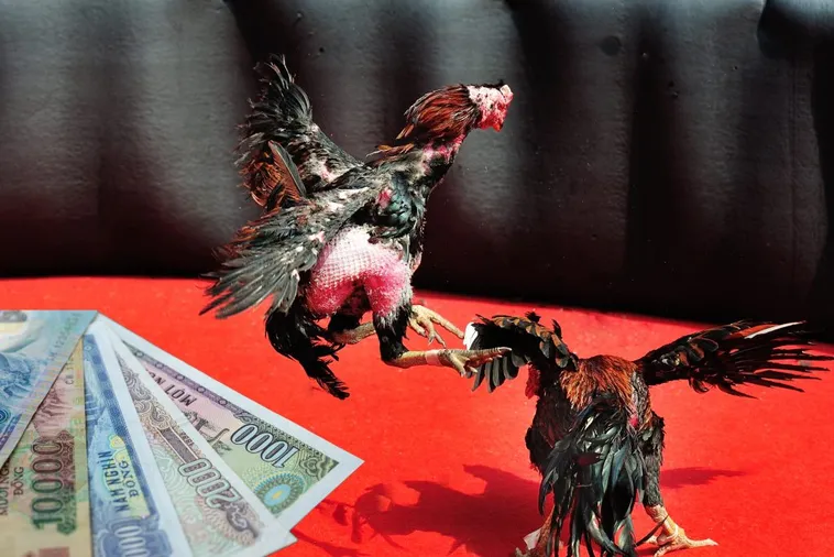 Cách Chơi Đá Gà Sabong Tại Fan52 Kiếm Tiền Vô Tận